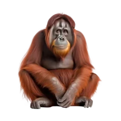 Fototapeten Orangutan isolated on white background © purich