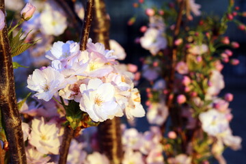 cherry blossoms in the sunset