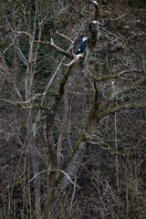 Black bird with white head on a tree branch in Bad Munster, Germany on a winter day.