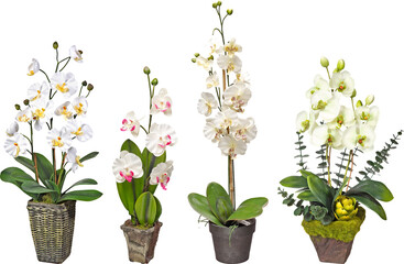 Artificial orchids in Pot with transparent png background