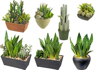 Artificial cactus aloe and succulent in Pot with transparent png background