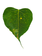 Pho leaves in the evening.Green leaf Pho leaf, (bo leaf, bothi leaf) with sunlight in nature, bo tree , bothi tree , pipal tree leaves background, Banyan tree leaves, bothi perennials plant