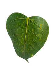 Pho leaves in the evening.Green leaf Pho leaf, (bo leaf, bothi leaf) with sunlight in nature, bo tree , bothi tree , pipal tree leaves background, Banyan tree leaves, bothi perennials plant