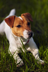 Cute little Jack Russell terrier dog lying in green grass. Beautiful pet resting outdoor