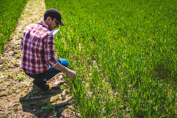 A man farmer checks how wheat grows in the field. Selective focus.