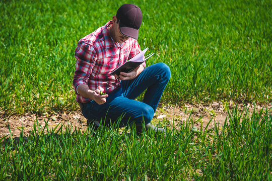 A man farmer checks how wheat grows in the field. Selective focus.