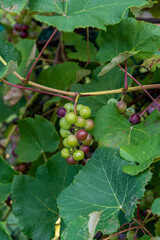 Domestic Grapes Growing On A Fence In Summer