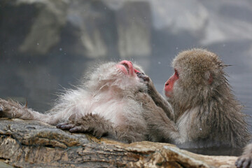 Japanese macaque grooming