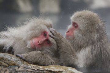Fototapeta premium japanese macaque grooming