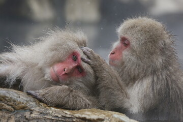 japanese macaque grooming