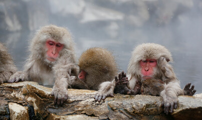 Japanese macaque family