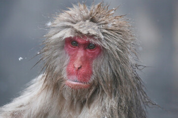 close up of a Japanese macaque