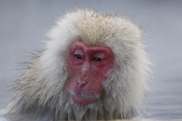close up of a macaque