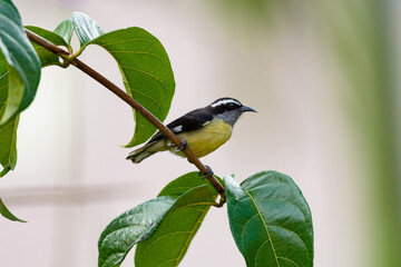 Bananquit bird perching on a branch with leaves with a  light colored background