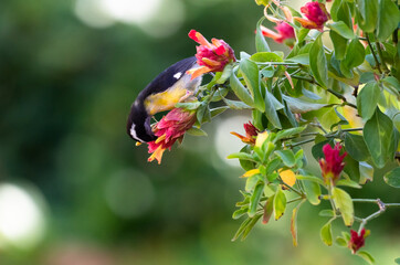 Small yellow and black bird, Bananaquit feeding on nectar from a pink Pachystachys plant.