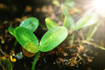 Young green plant, sunlight and sunbeams