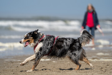 border collie on the beach