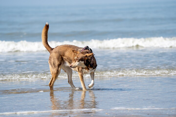 dog on the beach