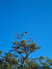 hawk in the tree
