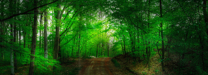 Fototapeta na wymiar Broad leaf trees forest at spring daylight