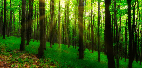 Obraz premium Broad leaf trees forest at spring daylight