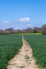 Fototapeta na wymiar footpath across a green field in the countryside