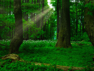 Broad leaf trees primeval forest at spring daylight
