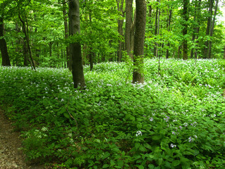 Broad leaf trees primeval forest at spring daylight
