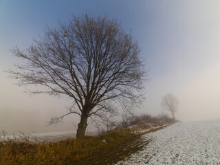 trees in fog on a snowy field