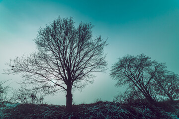 Fototapeta na wymiar trees silhouettes in the mist