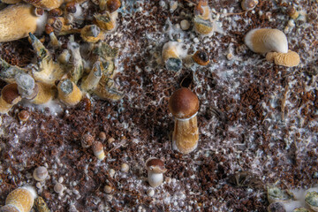 Mexican psilocybe mushrooms in wet plastic box on hot board