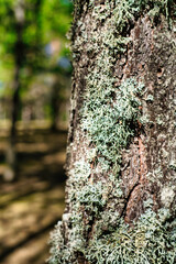 Birth of the Cuervo River, a wonder of nature