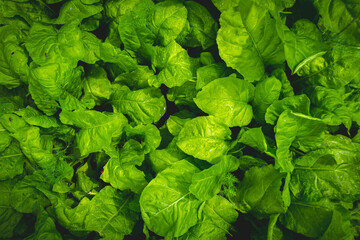 Background from green grass. Green leaves with water drops close up.