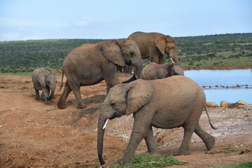 Africa- Close Up of Wild Elephant Calves Among the Family at a Waterhole