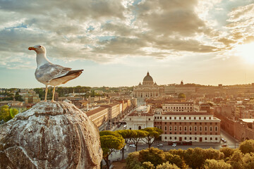 Street in rome. Panorama view. St. Peter's Basilica Vatican  in sunset with seagull