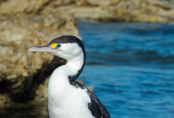 New Zealand Pied Shag (Karuhiruhi) (Phalacrocorax varius), Kaikoura on the east coast of the South Island of New Zealand.