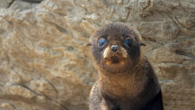 Portrait of a baby fur seal (long-nosed fur sea) (Arctocephalus forsteri) on the earthquake uplifted shores of Kaikoura on the east coast of the South Island of New Zealand.
