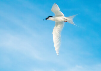 Obraz premium White-fronted tern in flight (Sterna striata),on the earthquake uplifted shores of Kaikoura on the east coast of the South Island of New Zealand.