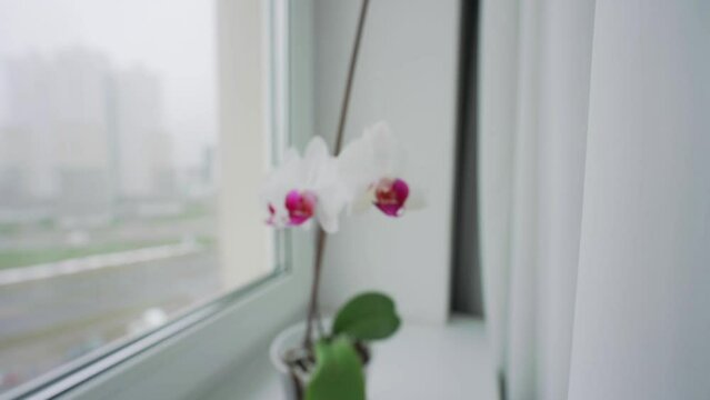 White and purple orchids in pots stand on windowsill in light room of apartment. Tulle hangs on cornice in premise. Cloudy weather outside window