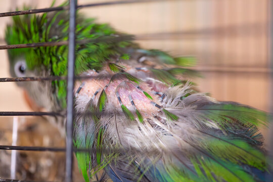 Monk parakeet plucking feathers out, stressed ill bird, bad care concept