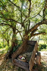 rustic wooden wagon with rotting flowers under a tree on a sunny day