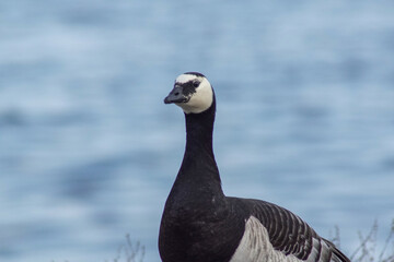 country goose on the beach