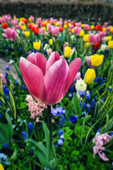 Pink tulip in the blooming garden