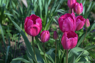 tulips grow in the garden. spring red flowers