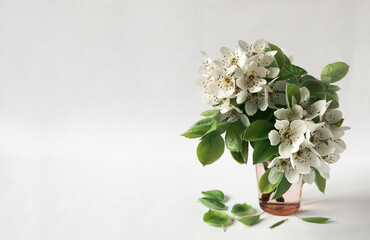 Wild pear inflorescence