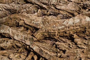 Photo of a tree whose bark is like a landscape. It is a painting to hang
