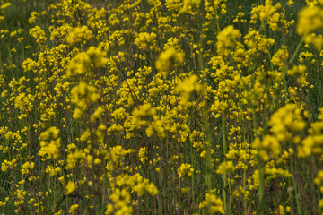 Brassica Juncea or sarept mustard as a beautiful field of yellow flowers all over the picture