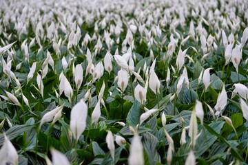 spathiphyllum field white flowers in a flower greenhouse