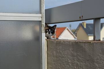 chat 2