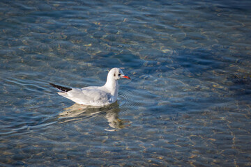 black headed gull